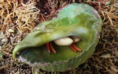 Paguristes frontalis