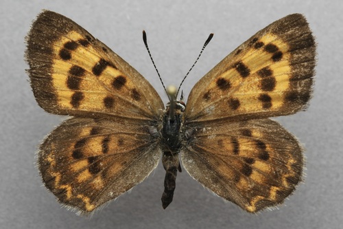 iNaturalist observation photo of Mariposa Copper