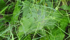 Agelena labyrinthica