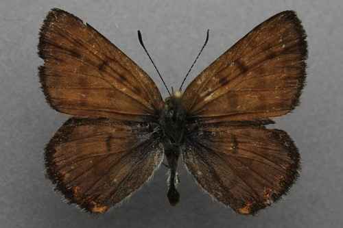 iNaturalist observation photo of Mariposa Copper