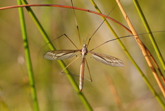 Ptilogyna gracilis gracilis