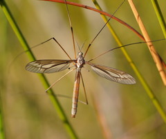Ptilogyna gracilis gracilis