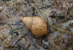 Phasianella australis