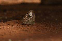 Mycalesis junonia