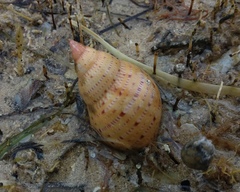 Phasianella australis