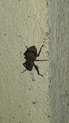 Pantomorus postfasciatus