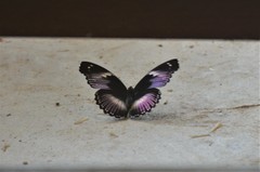 Hypolimnas salmacis salmacis