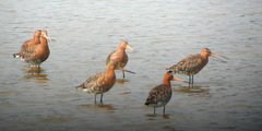 Limosa limosa islandica