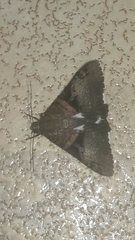 Melipotis nigrobasis