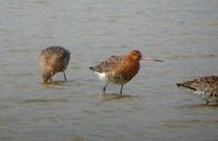 Limosa limosa islandica