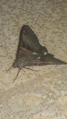 Melipotis nigrobasis