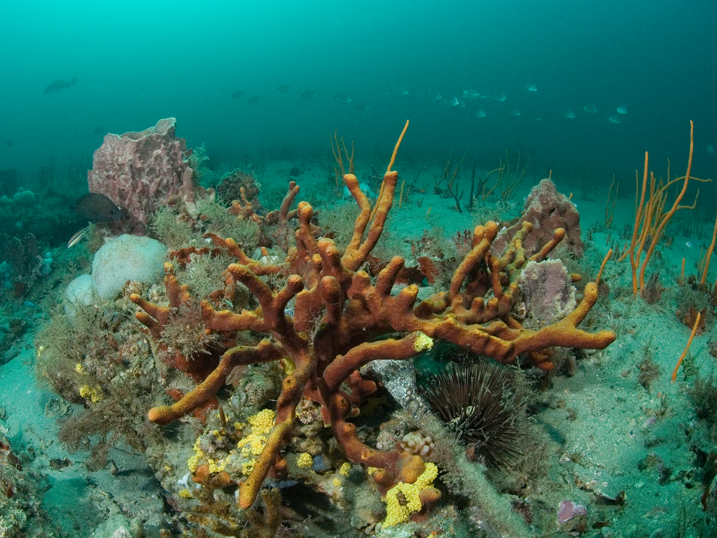 Scattered Pore Rope Sponge