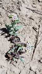 Heliotropium veronicifolium