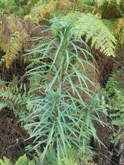 Lilium formosanum