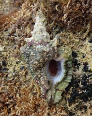 Pterochelus triformis
