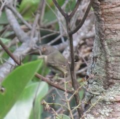 Hemitriccus margaritaceiventer