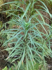 Lilium formosanum