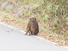 Macaca arctoides