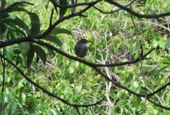 Hemitriccus margaritaceiventer