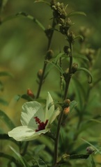 Decaschistia trilobata