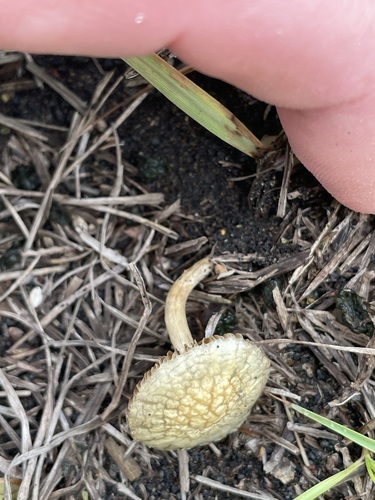 Agrocybe, 2025-10-25