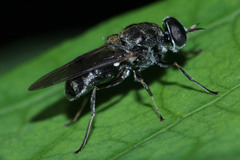 Adoxomyia
