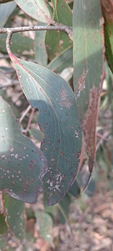 Eucalyptus dives, photograph 4