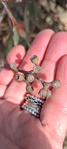 Eucalyptus dives, photograph 5