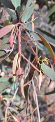 Eucalyptus dives, photograph (c) Ballarat Cemeteries, some rights reserved (CC BY)