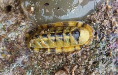 Rhyssoplax tricostalis