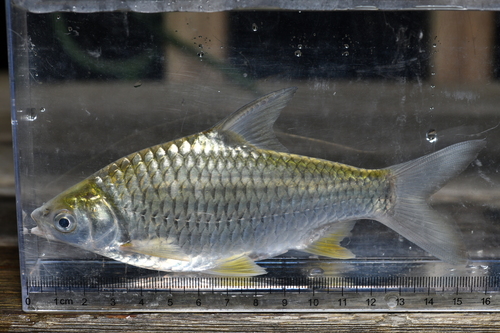 Pierre's barb (Hypsibarbus pierrei) — Cyprinidae — 5