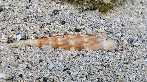 Oxymeris crenulata observed 2025-10-26