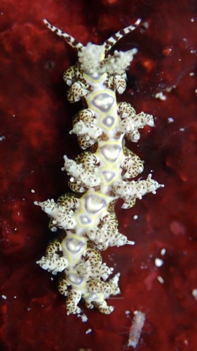 Limenandra rosanae
