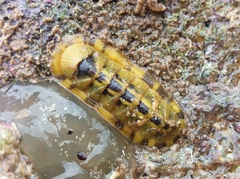 Rhyssoplax tricostalis