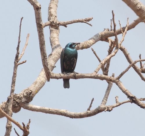 Lesser Blue-eared Starling (Lamprotornis chloropterus), photo 8