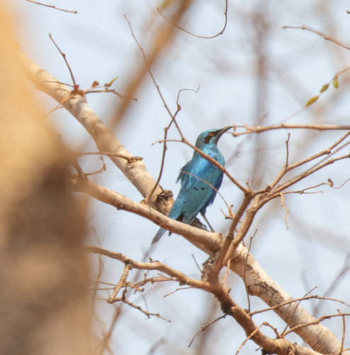 Lesser Blue-eared Starling (Lamprotornis chloropterus), photo 2