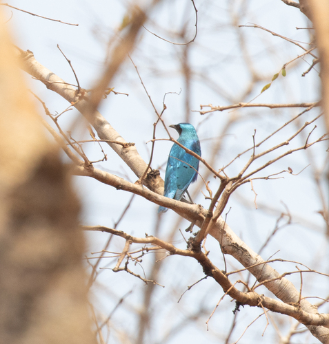 Lesser Blue-eared Starling (Lamprotornis chloropterus)