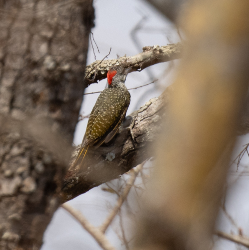 Speckle-throated Woodpecker (Campethera scriptoricauda), photo 8
