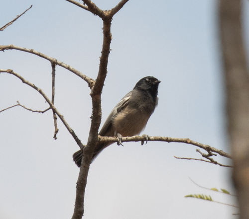 Rufous-bellied Tit (Melaniparus rufiventris), photo 8