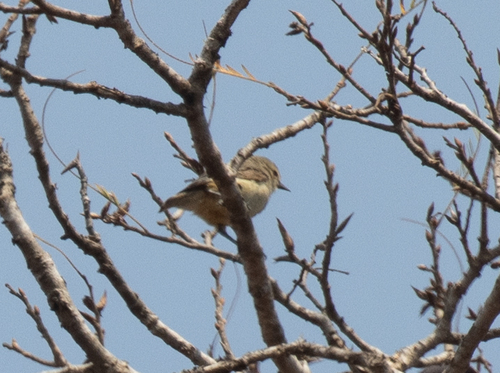 Grey Penduline Tit (Anthoscopus caroli), photo 3