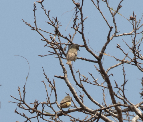 Grey Penduline Tit (Anthoscopus caroli), photo 8