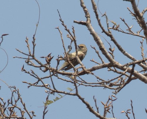 Grey Penduline Tit (Anthoscopus caroli), photo 2