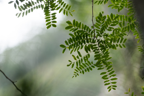 Gleditsia fera observed 2025-10-26