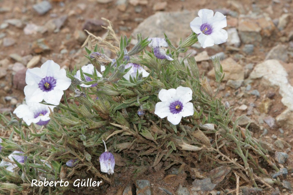 Nierembergia pulchella