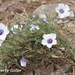 Nierembergia pulchella macrocalyx - Photo (c) Roberto Guller, algunos derechos reservados (CC BY-NC-ND), uploaded by Roberto Guller