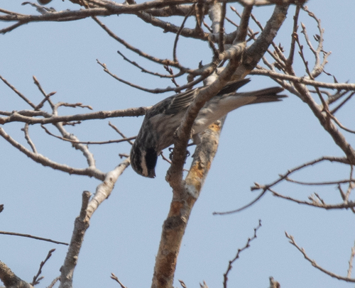 Black-eared Seedeater (Crithagra mennelli), photo 2