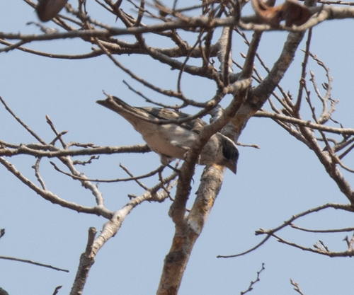 Black-eared Seedeater (Crithagra mennelli), photo 2
