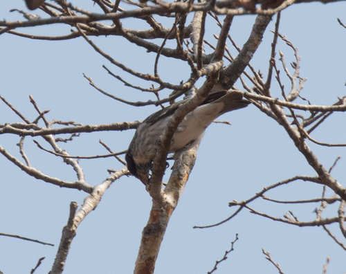 Black-eared Seedeater (Crithagra mennelli), photo 6