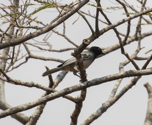 Rufous-bellied Tit (Melaniparus rufiventris), photo 7