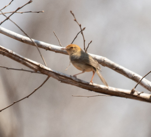 Long-tailed Cisticola (Cisticola angusticauda), photo 3